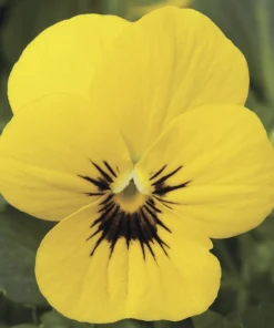 Menekşe Peri Kanadı Sarı Renk - Saksılık 10 Tohum