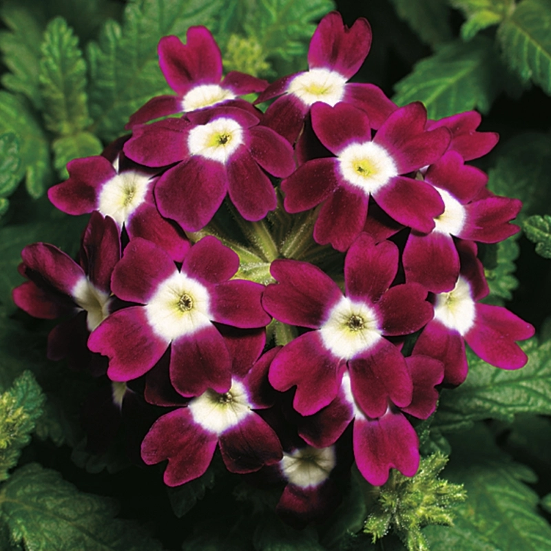 Mine Çiçeği Sarkan Seri Burgundy Renk - Saksılık 10 Tohum Mine Çiçeği Sarkan Seri Burgundy Renk - Saksılık 10 Tohum