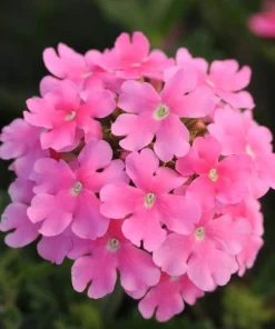 Mine Sarkan Antik Pembe Renk - Saksılık 10 Tohum