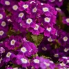 Mine Sarkan Antik Violet Renk - Saksılık 10 Tohum
