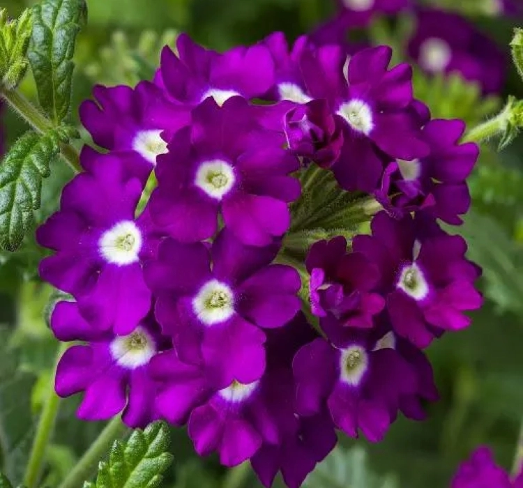 mine-violet-eye-2-cicek-tohumlari-94c43b2