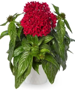 Pentas Elite Seri Kırmızı Renk - Saksılık 5 Tohum