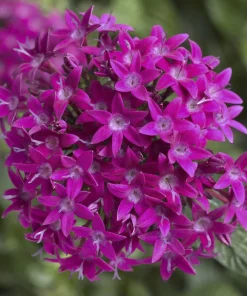 Pentas Elite Seri Viyolet Renk - Saksılık 5 Tohum