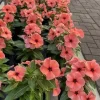 Rozet Tatoo Antik Papaya Renk - Saksılık 10 Tohum