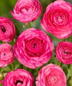 Şakayık Düğün Çiçeği Pembe Renk - Saksılık 10 Tohum