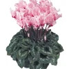Siklamen Dalgalı Kenar Pembe Renk - Saksılık 5 Tohum