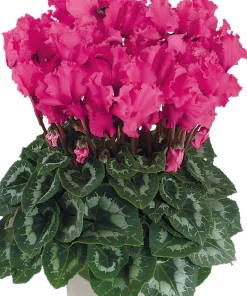 Siklamen Dalgalı Kenar Rose Renk - Saksılık 5 Tohum