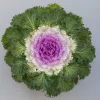 Süs Lahanası Pembe Renk - Saksılık 10 Tohum
