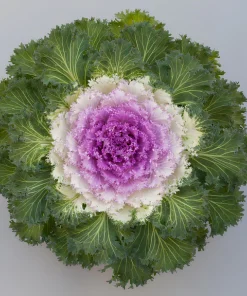 Süs Lahanası Pembe Renk - Saksılık 10 Tohum