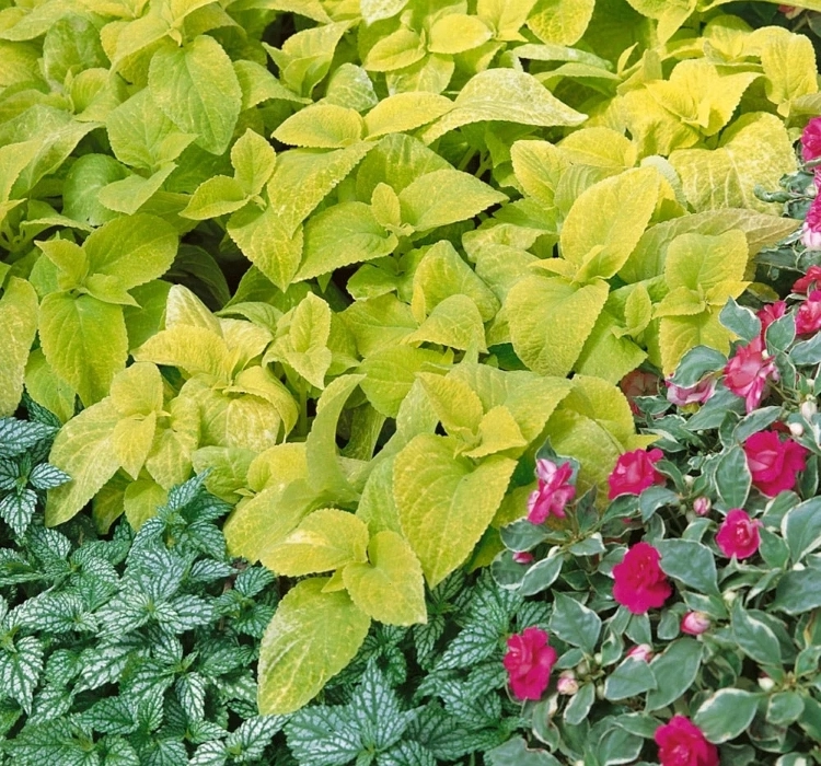 yaprak-guzeli-golden-02-cicek-tohumlari-9645f4c