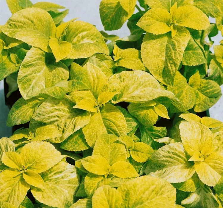 yaprak-guzeli-golden-03-cicek-tohumlari-74b72fc