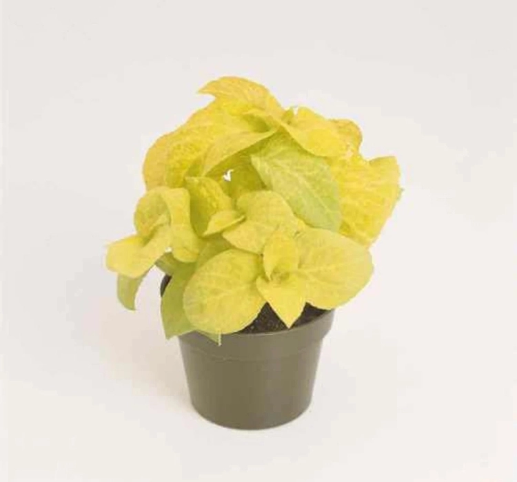 yaprak-guzeli-golden-04-cicek-tohumlari-fab165c