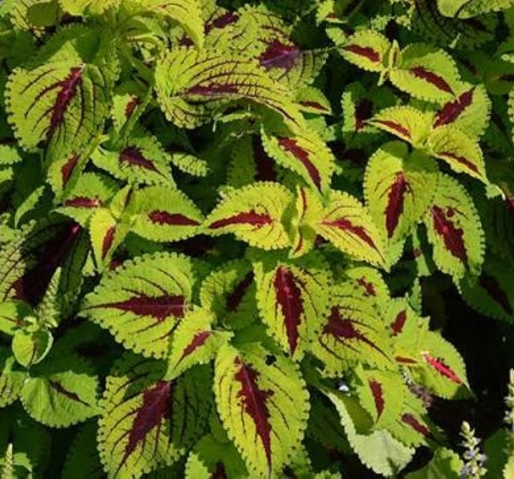 yaprak-guzeli-lime-4-cicek-tohumlari-c34717a
