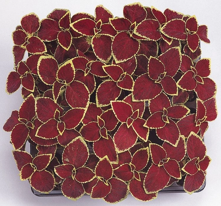 yaprak-guzeli-scarlet-05-cicek-tohumlari-9286d45