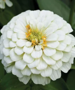 Zinnia Elit Seri Beyaz Renk - Saksılık 5 Tohum