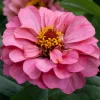 Zinnia Elit Seri Pembe Renk - Saksılık 5 Tohum