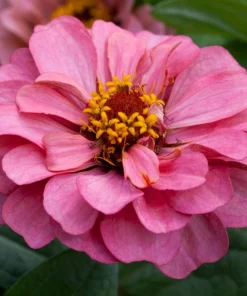 Zinnia Elit Seri Pembe Renk - Saksılık 5 Tohum
