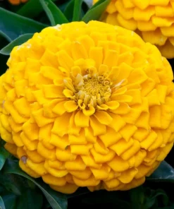 Zinnia Elit Seri Sarı Renk - Saksılık 5 Tohum