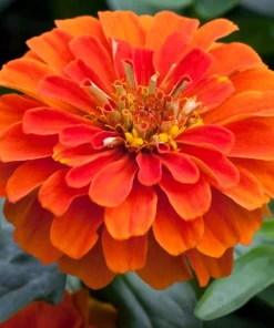 Zinnia Elit Seri Turuncu Renk - Saksılık 5 Tohum