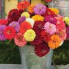 Zinnia - Kirli Hanım Tohumu ( Dev çiçekli