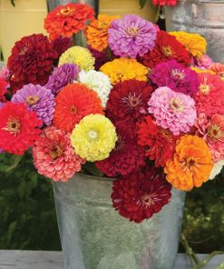 Zinnia - Kirli Hanım Tohumu ( Dev çiçekli