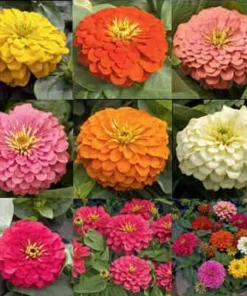 Zinnia Bodur Seri Karışık Renk - Saksılık 5 Tohum