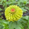 Zinnia - Kirli Hanım Tohumu ( Dev çiçekli