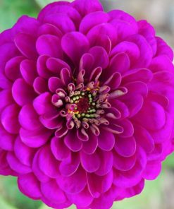 Zinnia - Kirli Hanım Tohumu ( Dev çiçekli
