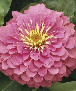 Zinnia Bodur Seri Pembe Renk - Saksılık 5 Tohum