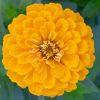 Zinnia - Kirli Hanım Tohumu ( Dev çiçekli