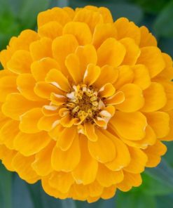 Zinnia - Kirli Hanım Tohumu ( Dev çiçekli