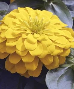 Zinnia Bodur Seri Sarı Renk - Saksılık 5 Tohum