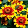Zinnia Çiçeği Tohumu ( Mini Çiçekli
