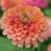 Zinnia - Kirli Hanım Tohumu ( Dev çiçekli