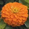 Zinnia Bodur Seri Turuncu Renk - Saksılık 5 Tohum