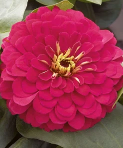Zinnia Bodur Seri Viyolet Renk - Saksılık 5 Tohum